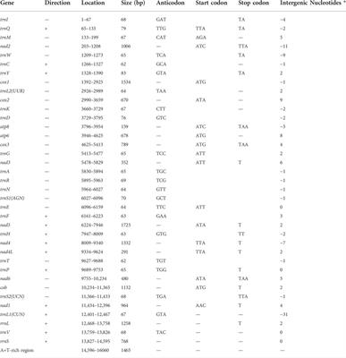 Organization of the mitochondrial genome of Ramulus irregulatiter dentatus (Phasmatidae: Phasmatidae)